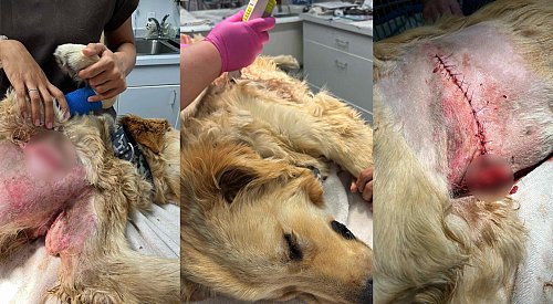 Golden retriever puppy dropped at BC SPCA with ‘significant wounds’ from ill-fitting harness