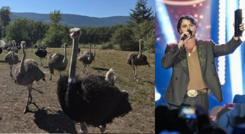 Ostriches, murder, big-time events, airport expansion, joblessness, apartment glut and road closures all on the list of Kelowna's top 10 news stories of 2025