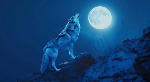Let's howl at tonight's wolf supermoon