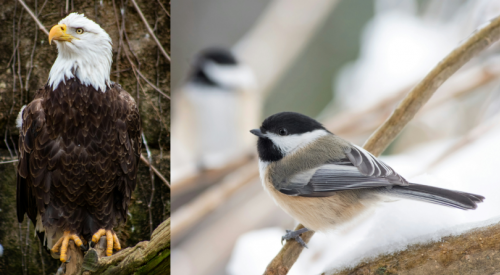The Great Backyard Bird Count wants your help this Family Day long weekend