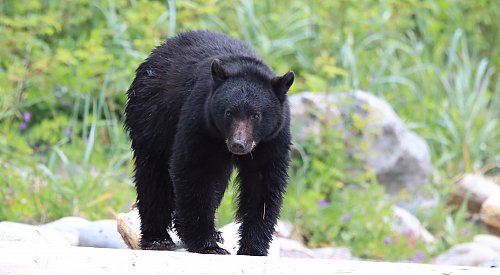 Bear attack on woman walking dog off-leash was defensive in nature: BCCOS
