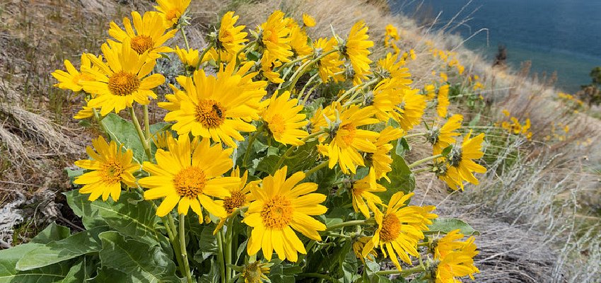 Hike amongst the bevy of blooms of the Okanagan sunflower