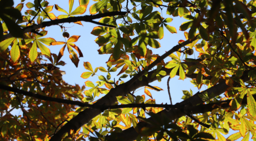 Kelowna weather: Mainly sunny to end the first weekend of November