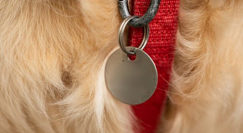 Kelowna man ordered to pay half of neighbour’s vet bills after fatal dog attack