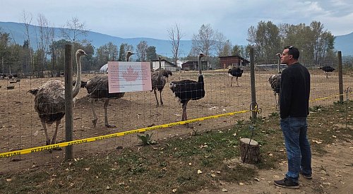 Supreme Court decision on BC ostrich farm cull coming next week